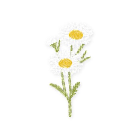 April · Daisy