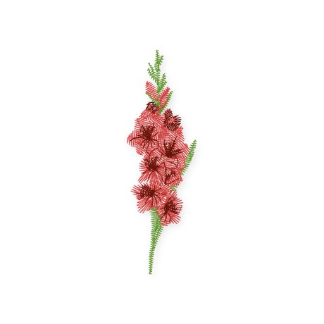 August · Gladiolus