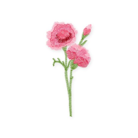 January · Carnation