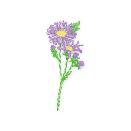September · Aster